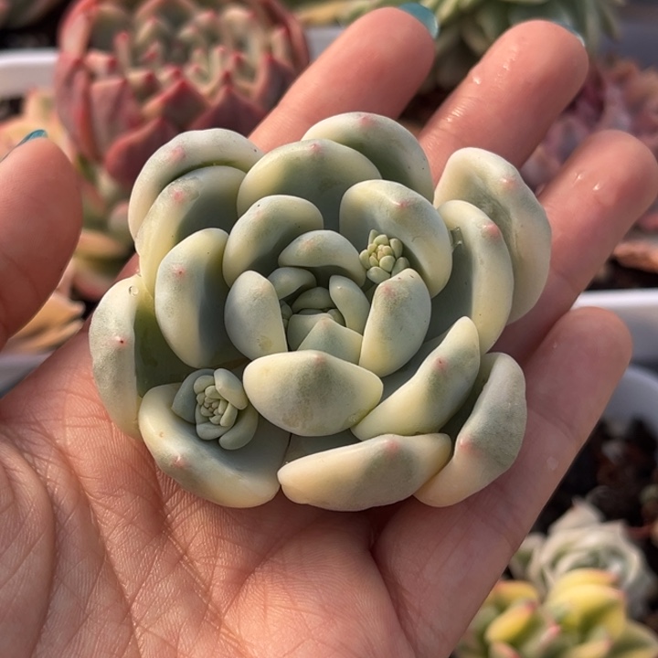 望舒锦头盖一颗价格