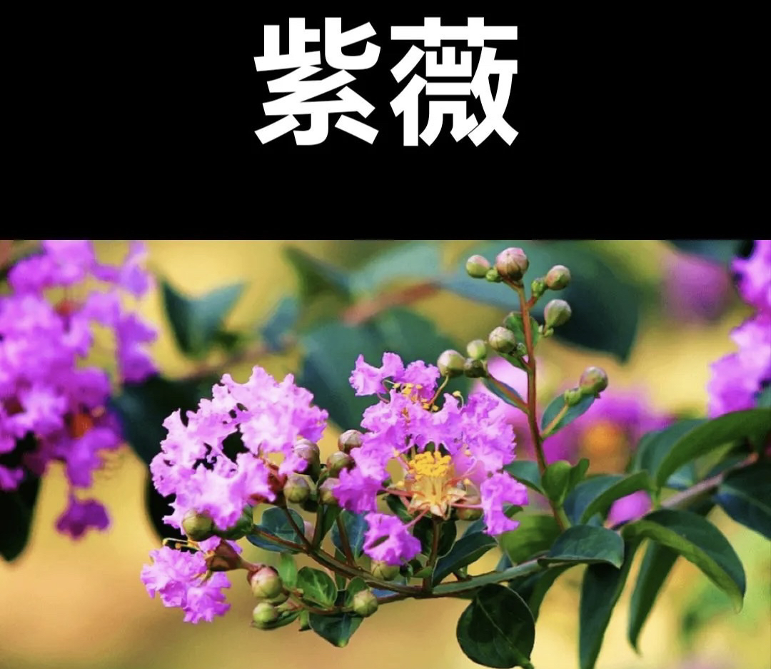 精品紫薇盆景树开花结果