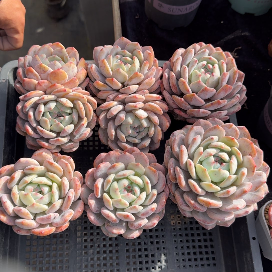 1号组合，一组6颗，四个单头，两个双头