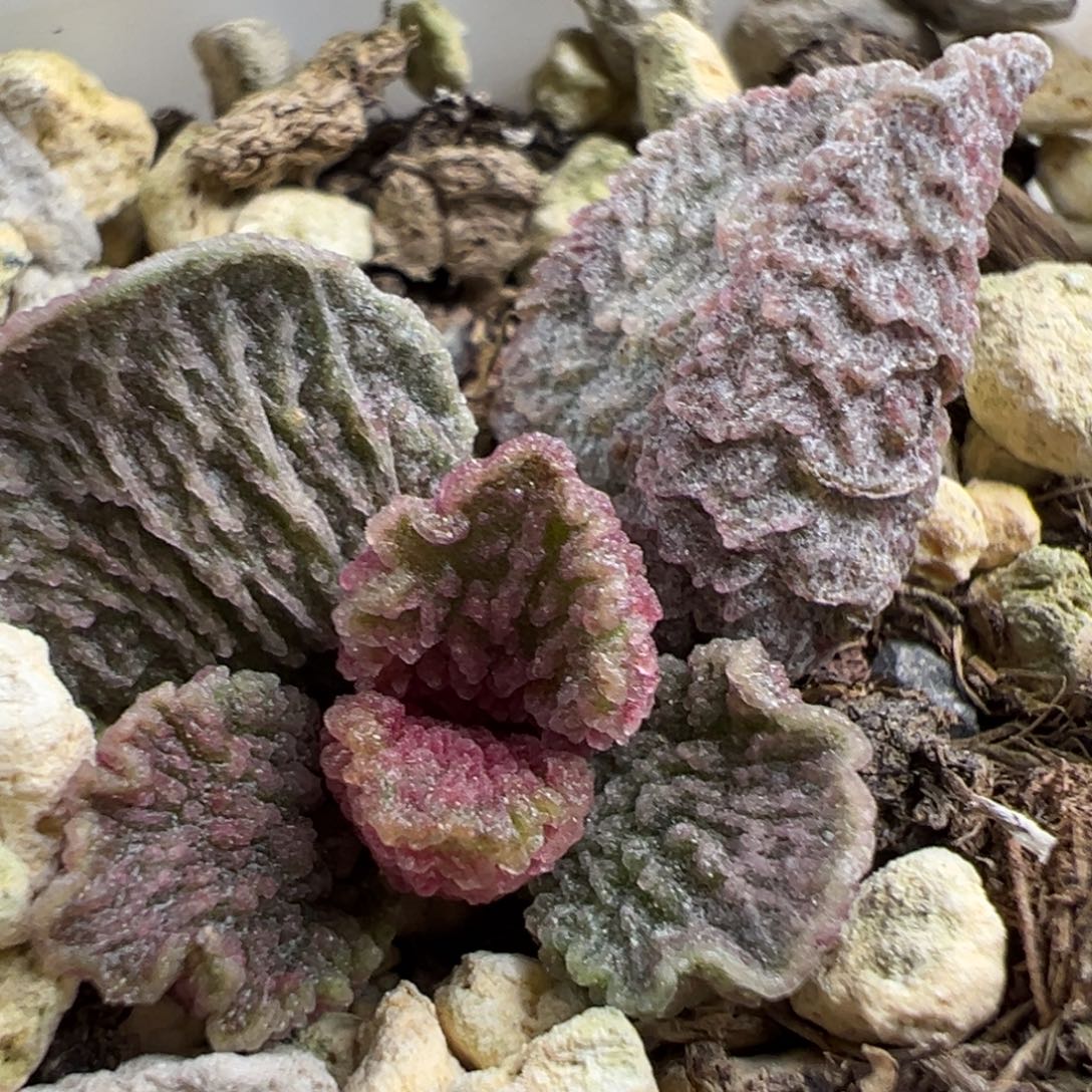 大鱼海棠带倒刺多肉植物