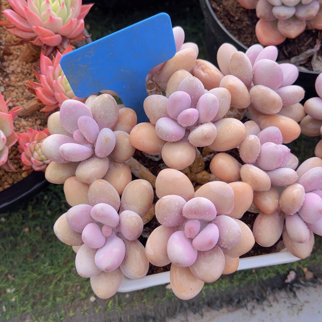 香玉的故事是一个人的故事吗