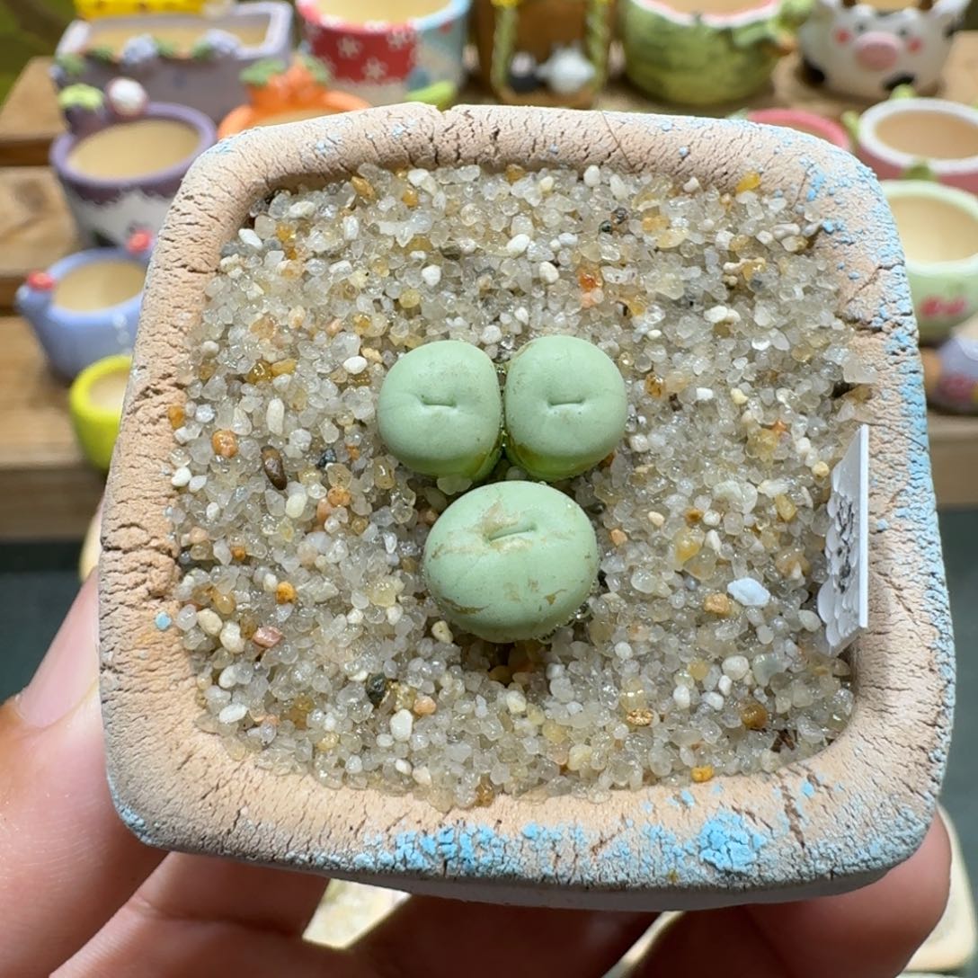 蘑菇1109小红嘴多肉植物