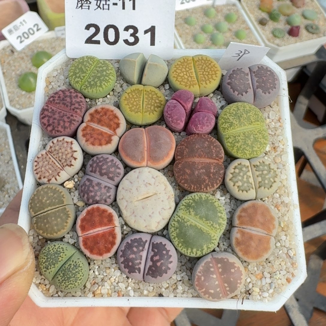 蘑菇蘑菇2031新手彩套