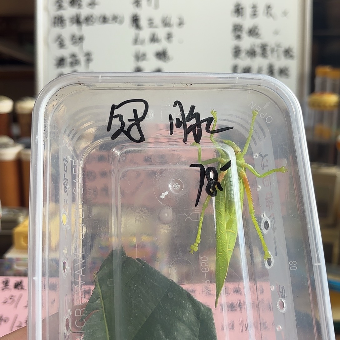 冠脉凌螽路途包死亡
