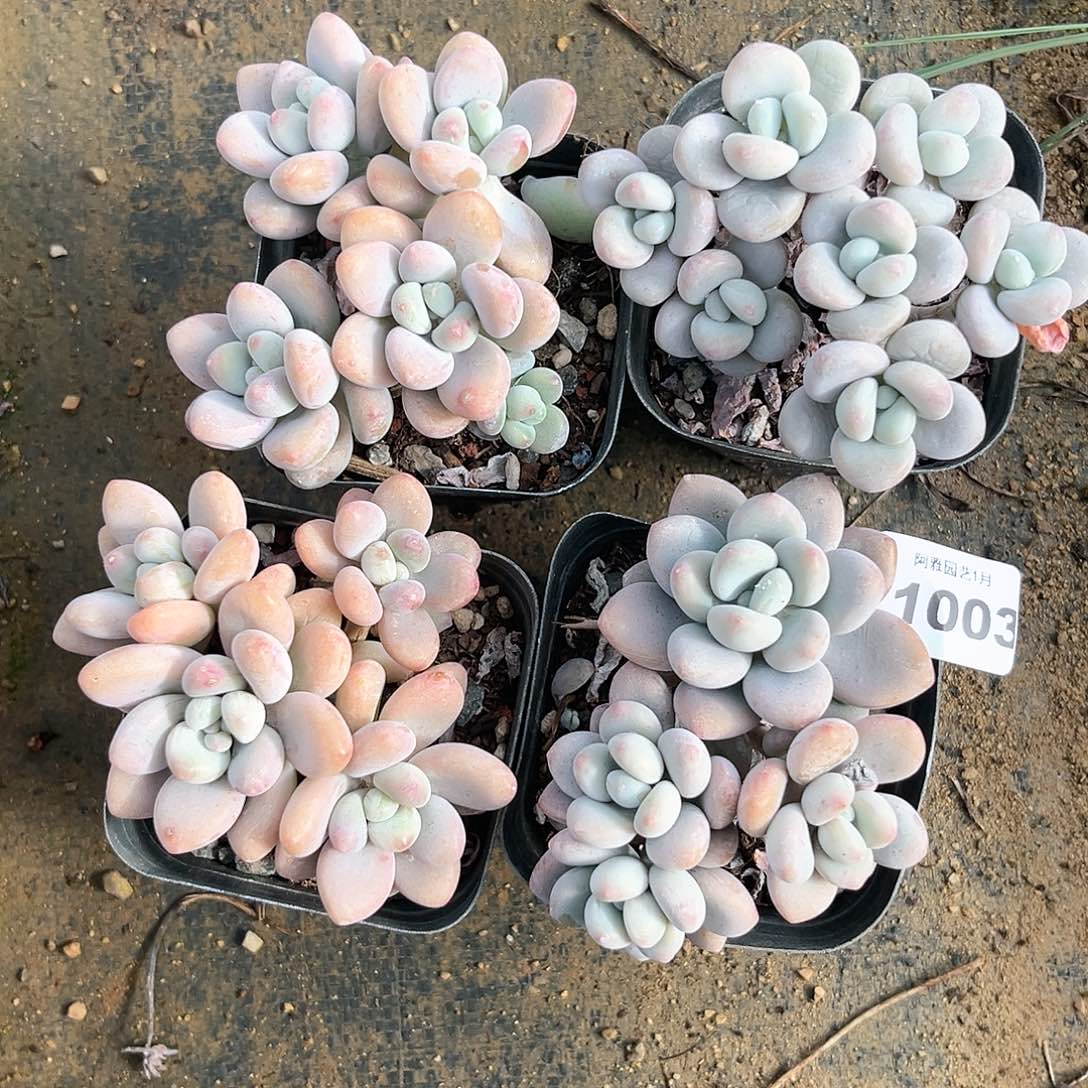 阿雅园艺。            1003量拍