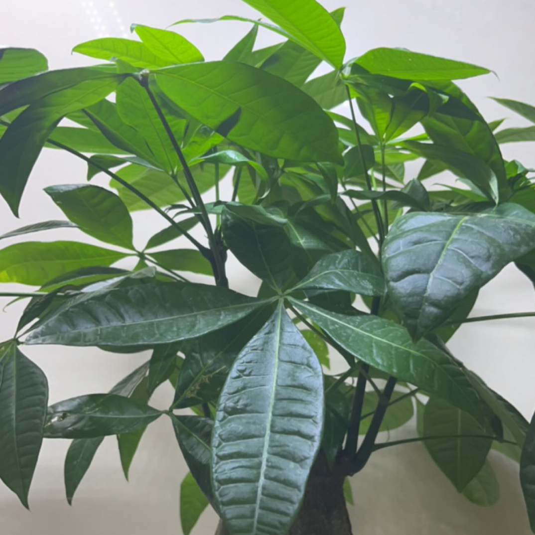 发财树室内好养净化空气绿植盆栽