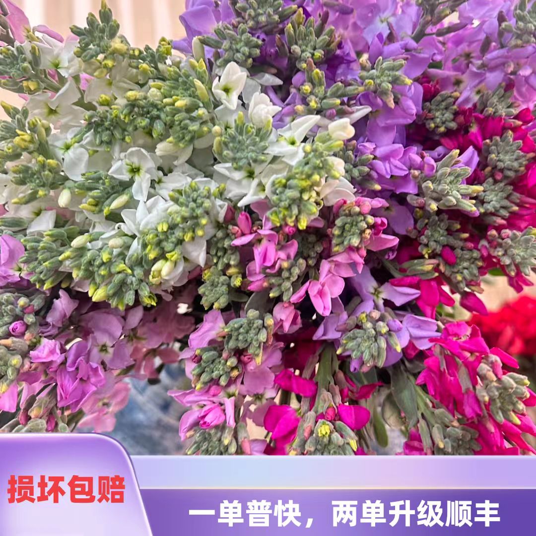 【单瓣紫罗兰2扎20枝 （2色）】   任意2单升级顺丰冷链