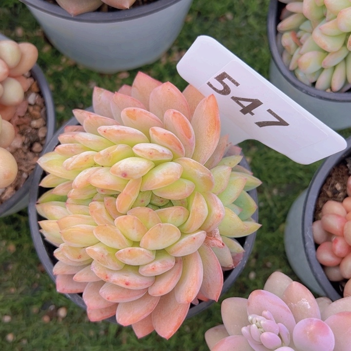 健健康康平平安安