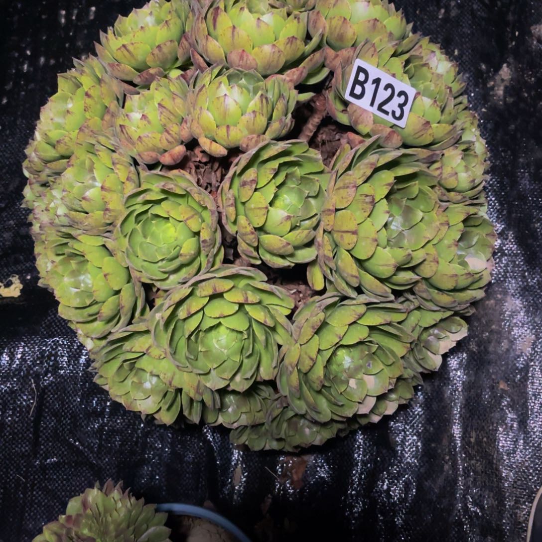 万拉丝14/—5包邮法师