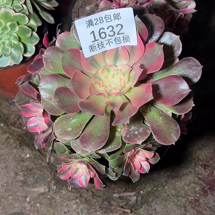1632香妃多肉植物