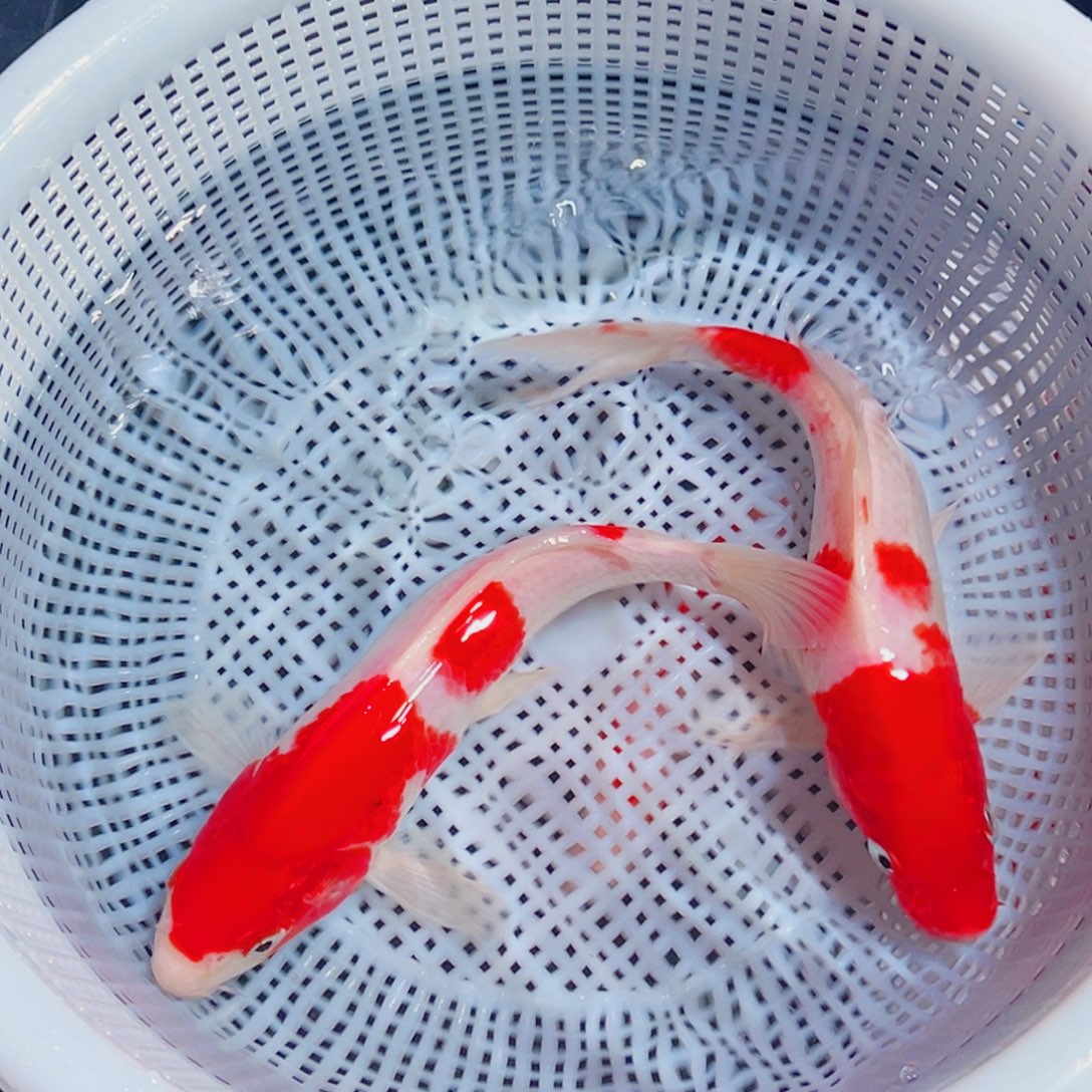 锦鲤锦鲤观赏鱼1111