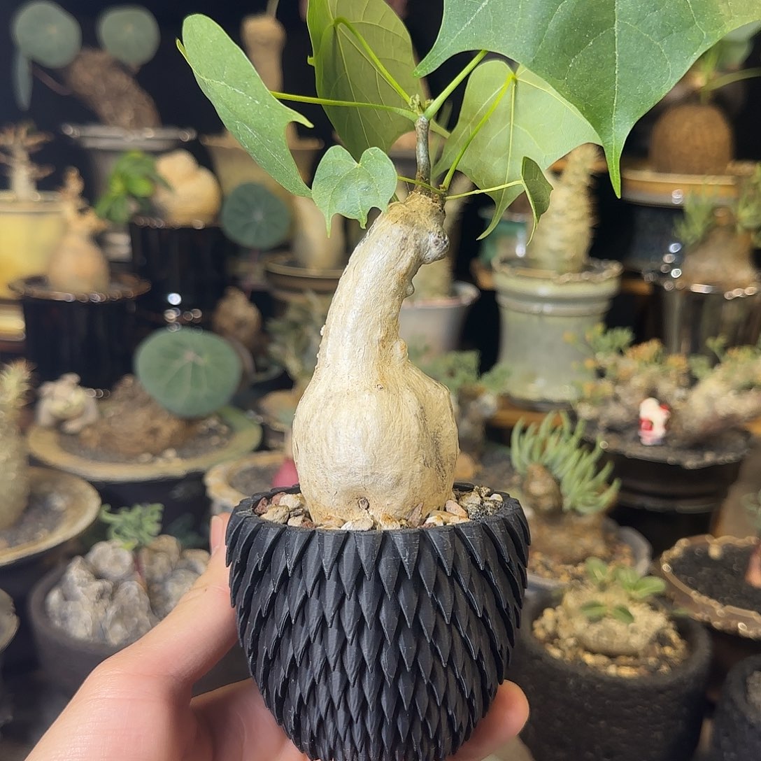 一物一拍老家泰国火桐160