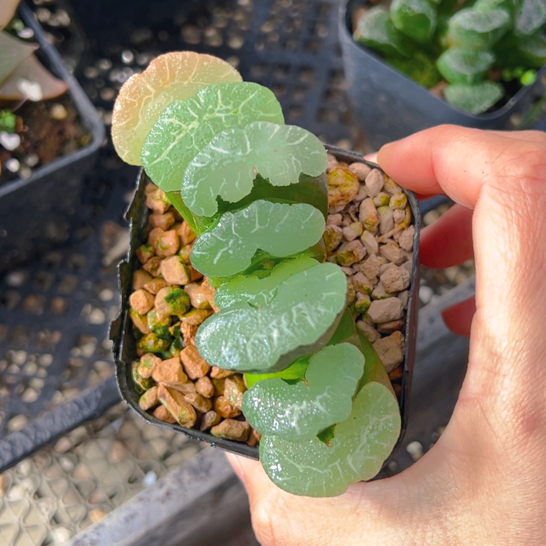 大绳玉扇多肉多肉1