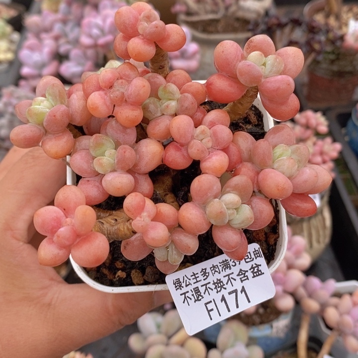 鱼子酱老桩有砍9cm171多肉