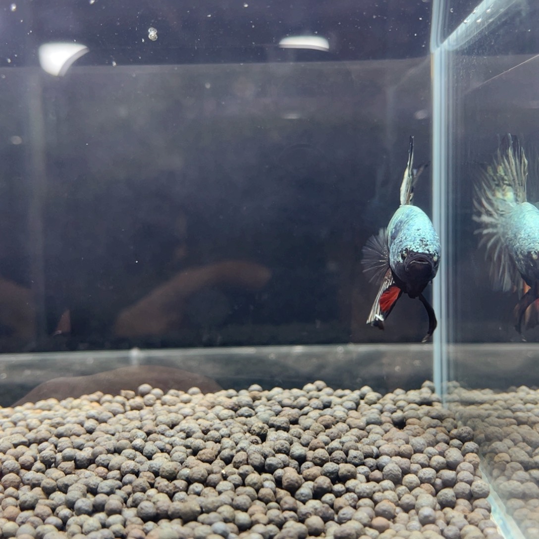 斗鱼巨斗就是就是就是就是就是就是你