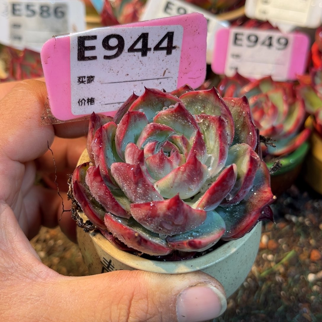 惊鸿一瞥944号多肉