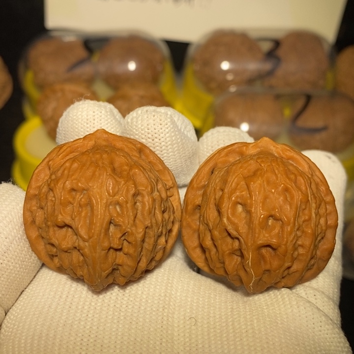 龙胆元宝狮子头37尺新春福利