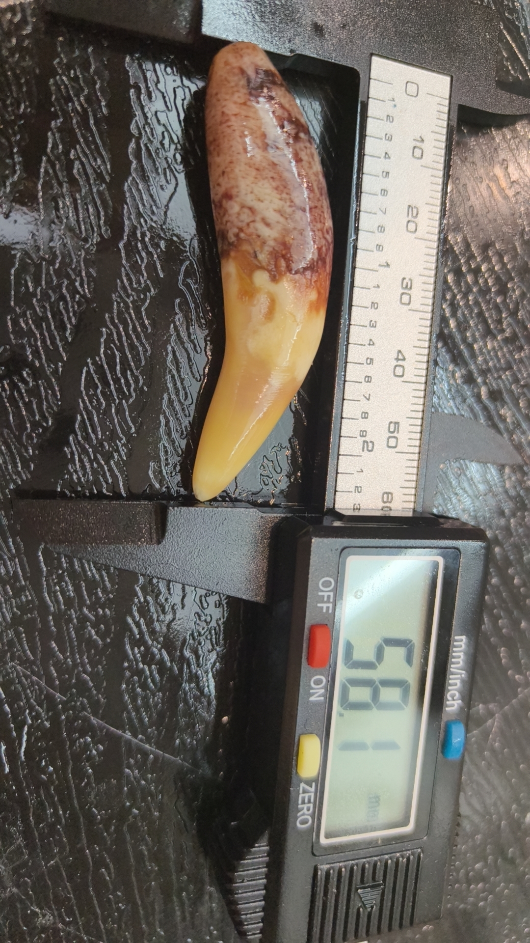 非金属珐琅吊坠 骆驼牙红色精品金色小门牙挂坠