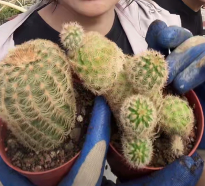 二妹园艺【 2颗  瑕疵折磨虾  实生根 】好花色仙人球随机发