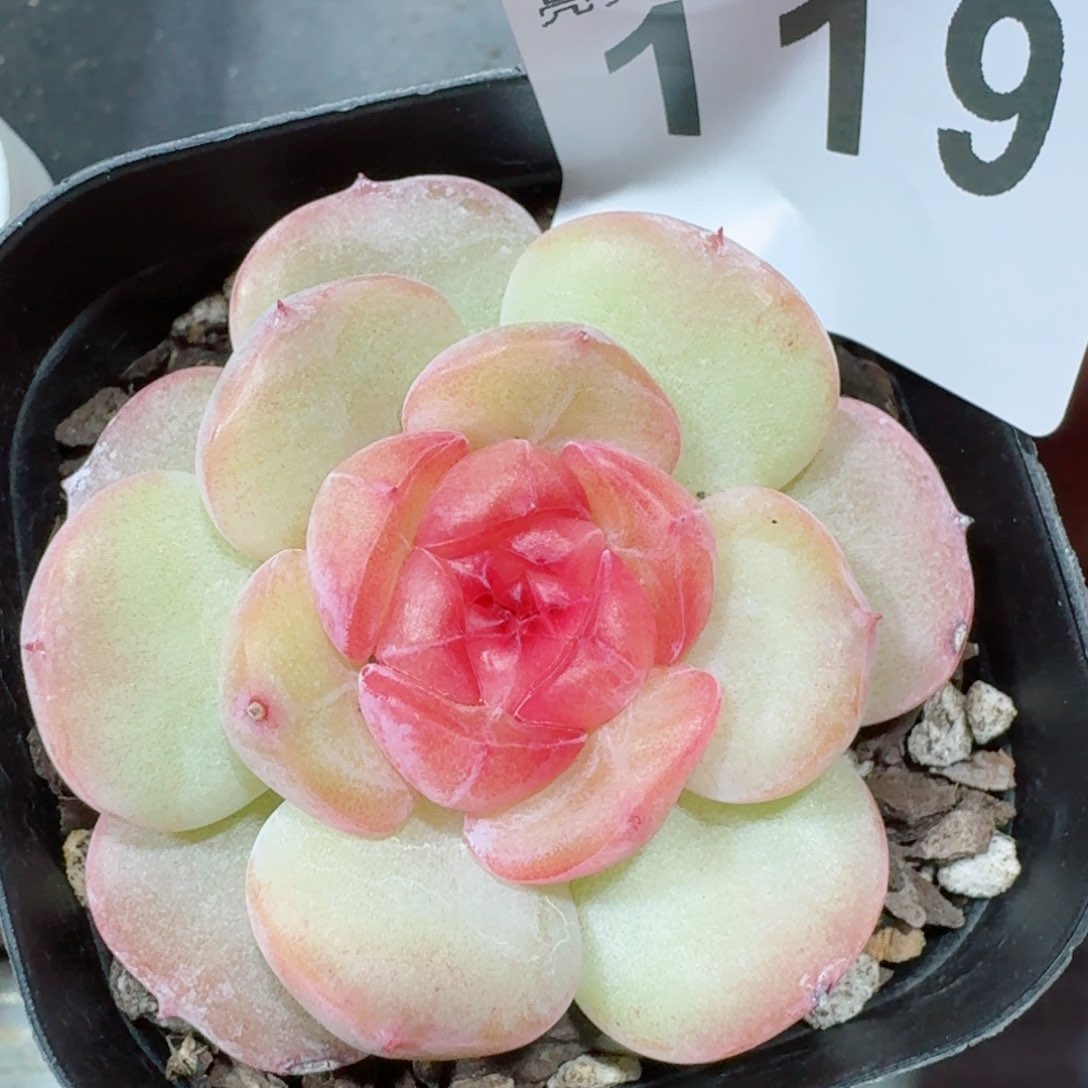 甜美珍妮         精品多肉