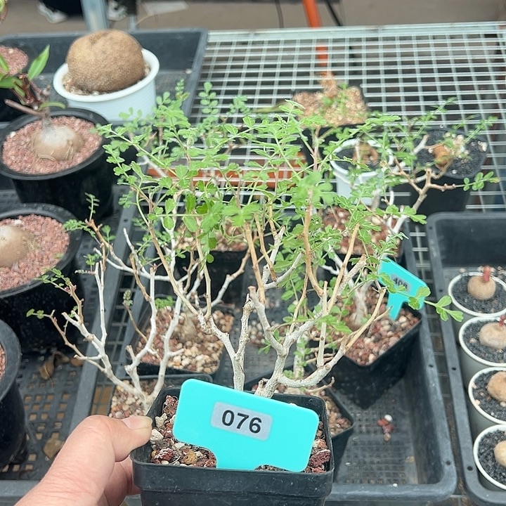 伦***天象木漆树多肉植物