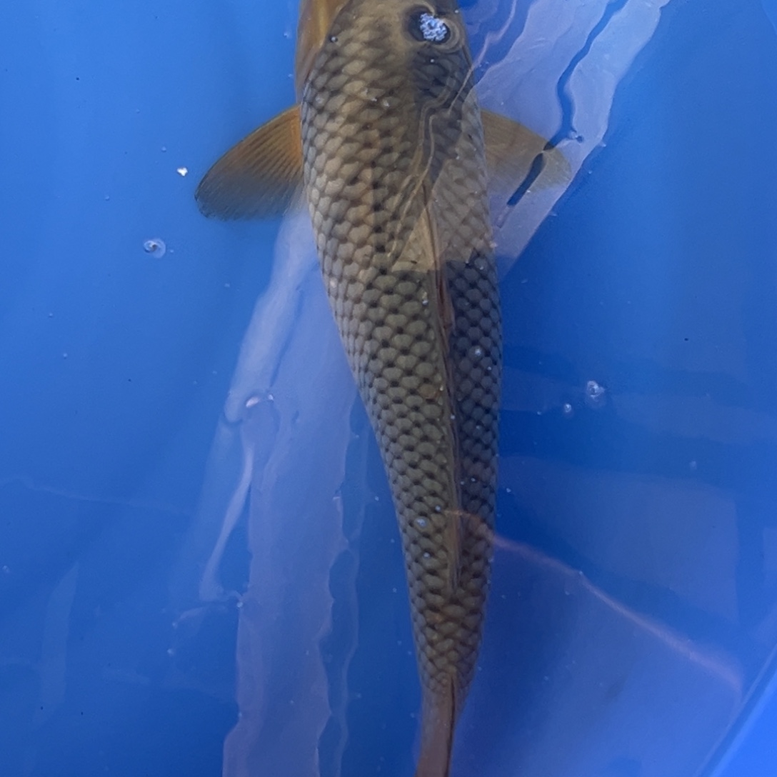 锦鲤空鲤锦鲤0001