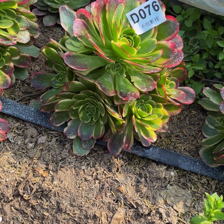 076奶白多肉法师不包断枝