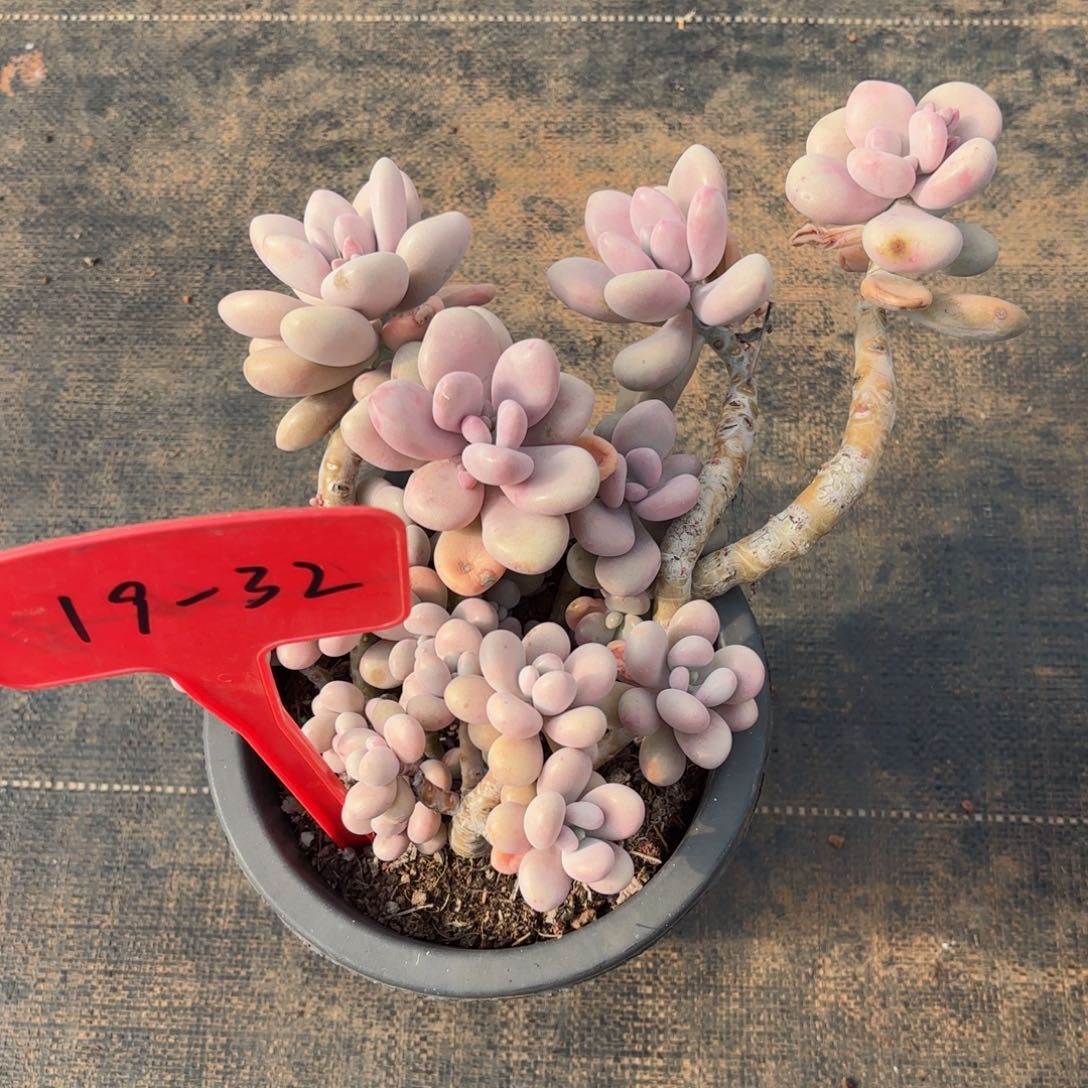 木*人桃蛋19-32。       