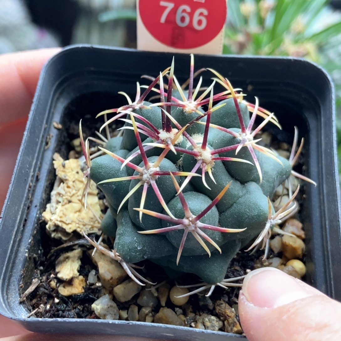 实生割刺大红鹰4.3cm