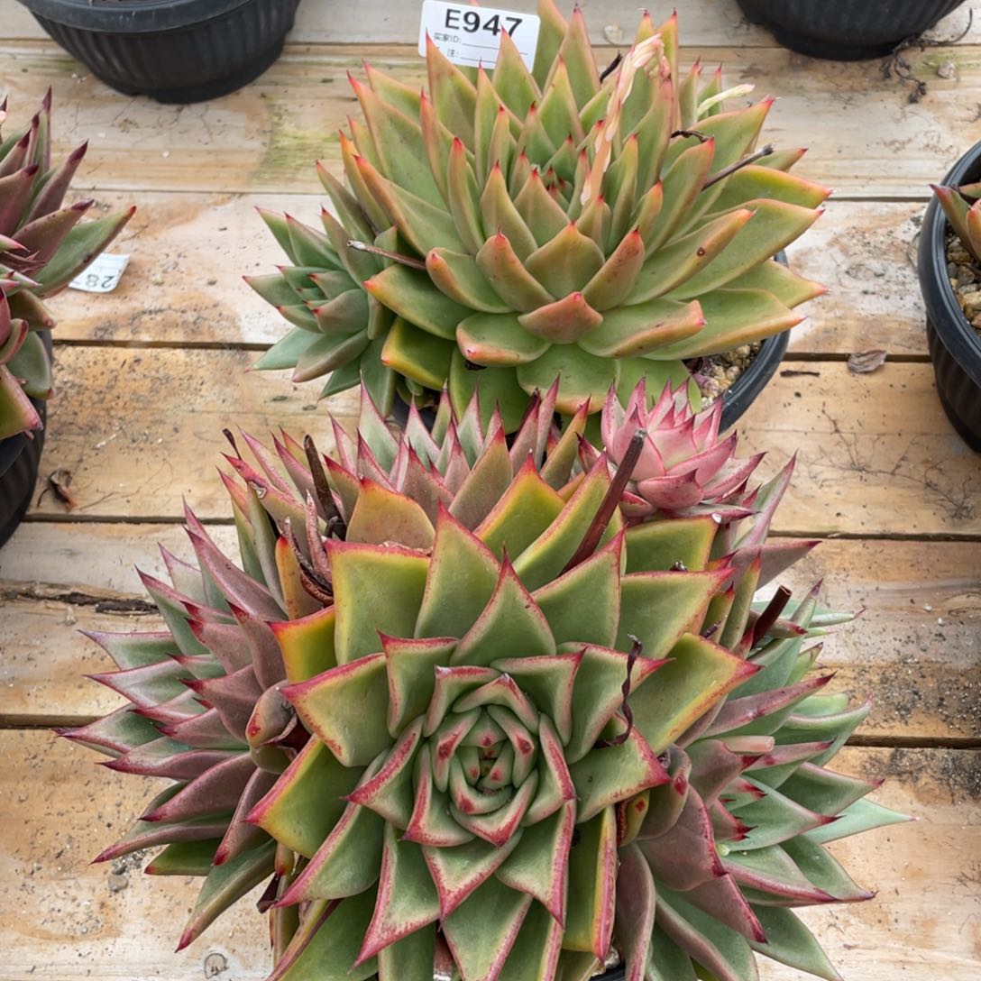 大***贝无花朵若如东云组拍E947