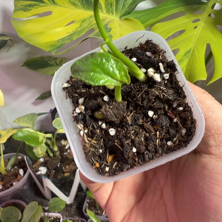 五***一完全开放龟背竹种苗