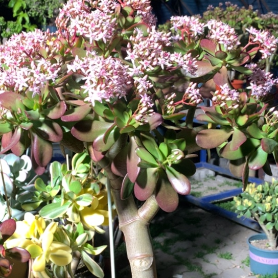 990紫叶脱土发货