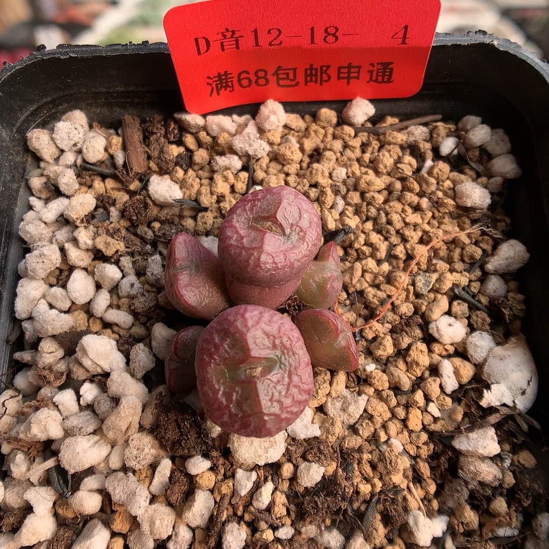 12-18-4 铜壶杂一群
