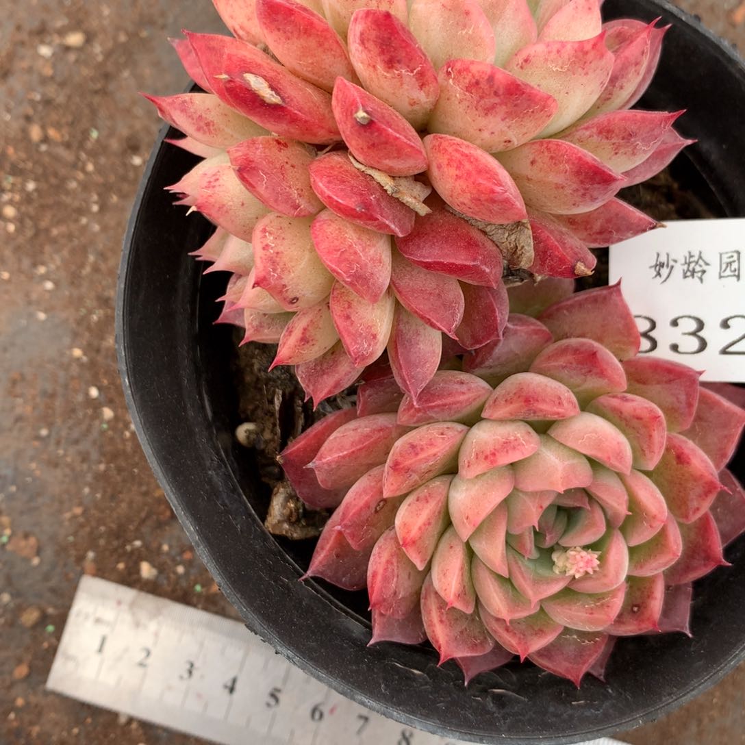 8327杂交多肉老桩