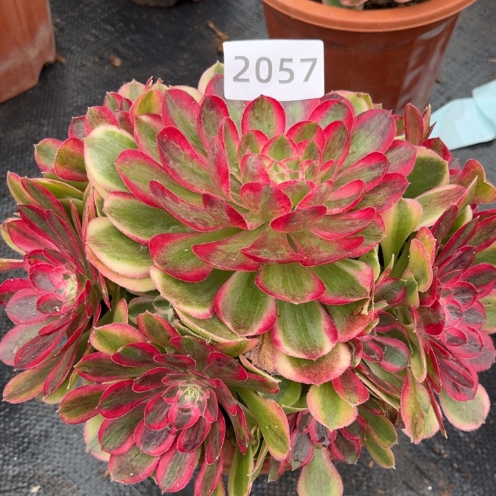 孔雀翎新品多肉特价发货