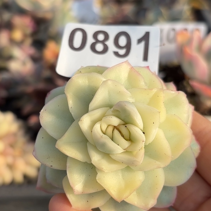 雪鸳多肉植物满18包邮当场凑单