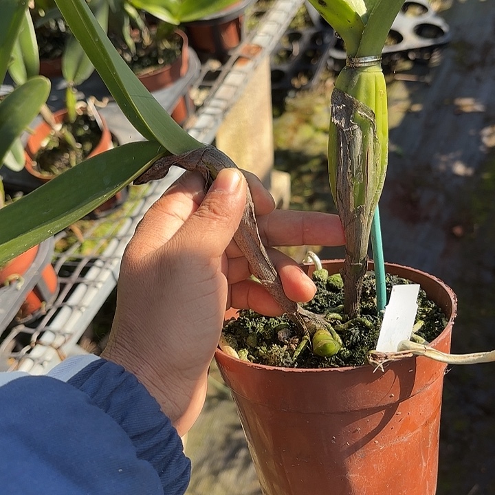 完全开放卡特兰一路