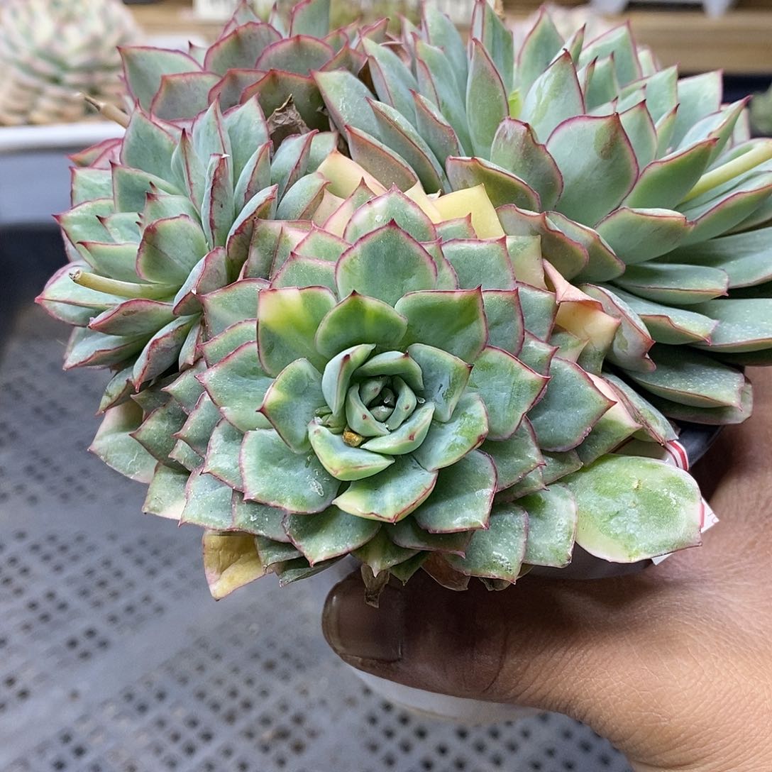 2998 织锦花脸锦  不包整 需延时发货