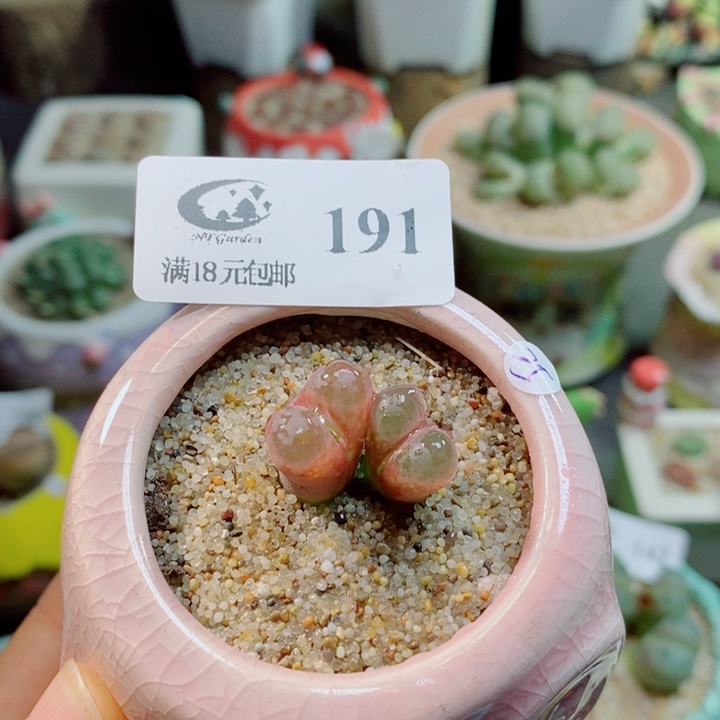 生石花花花花花花花191