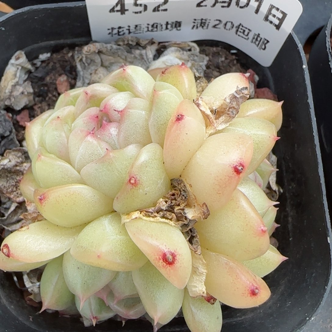 花语逸镜0201-452