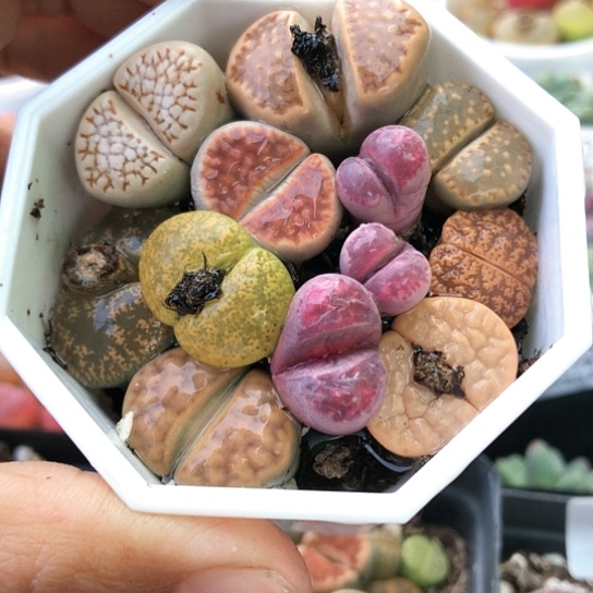 5396，新号开播福利