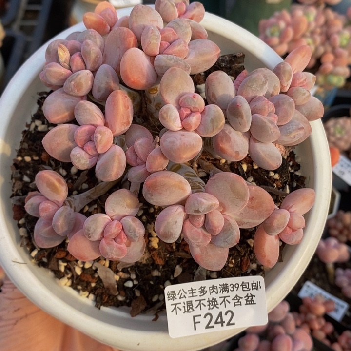 香玉奶酪老桩11cm242多肉