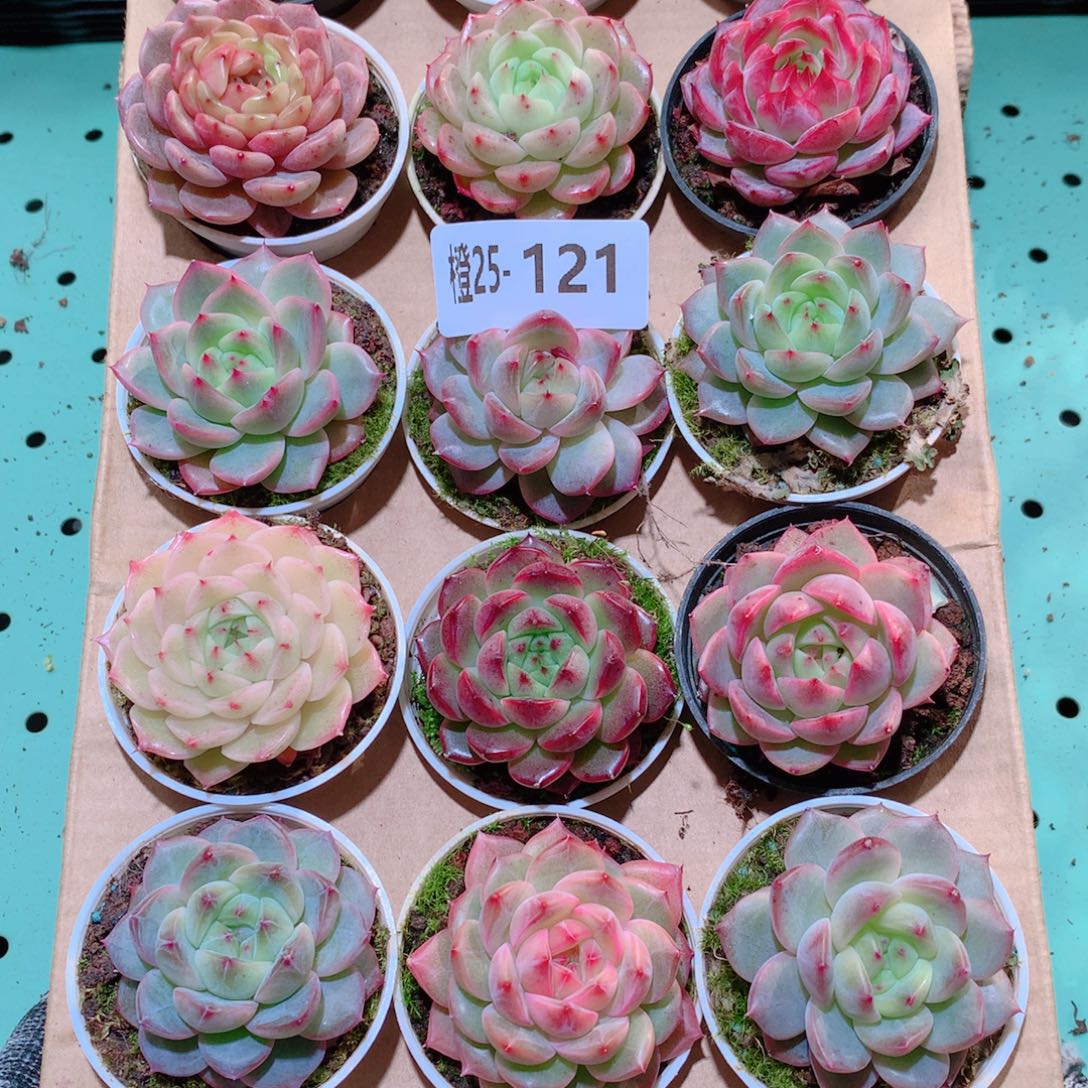 25-121一物一拍多肉带盆18颗