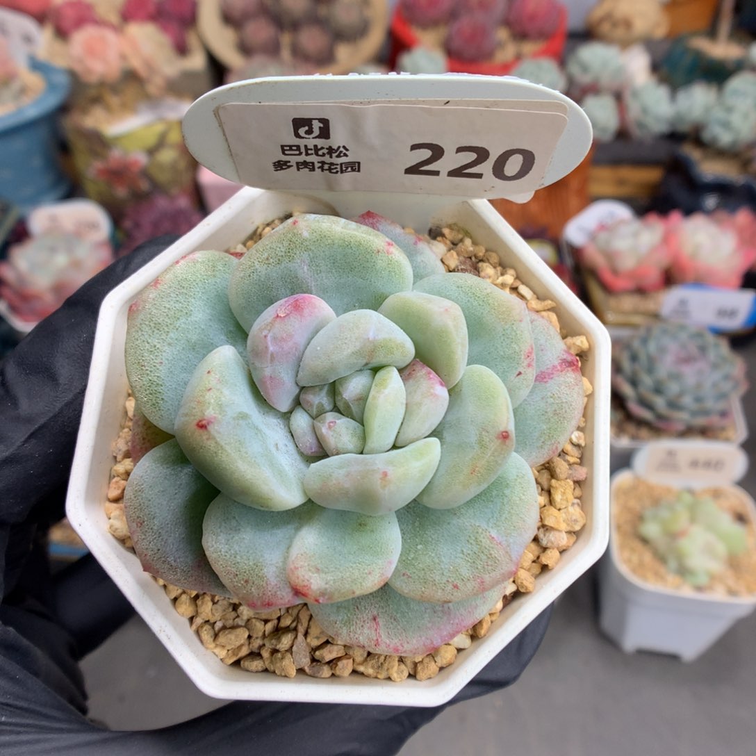 220 冰玉石化多肉