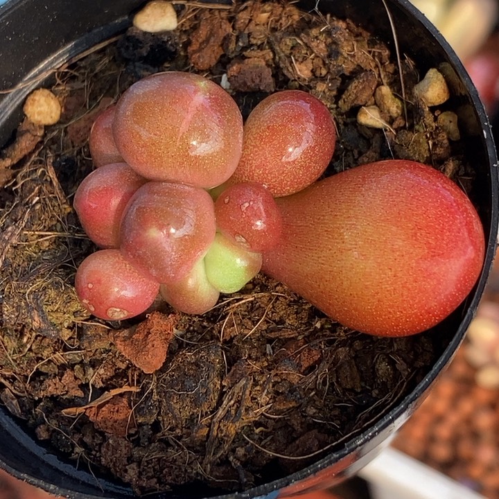 渊*正版潘朵拉锦多肉植物