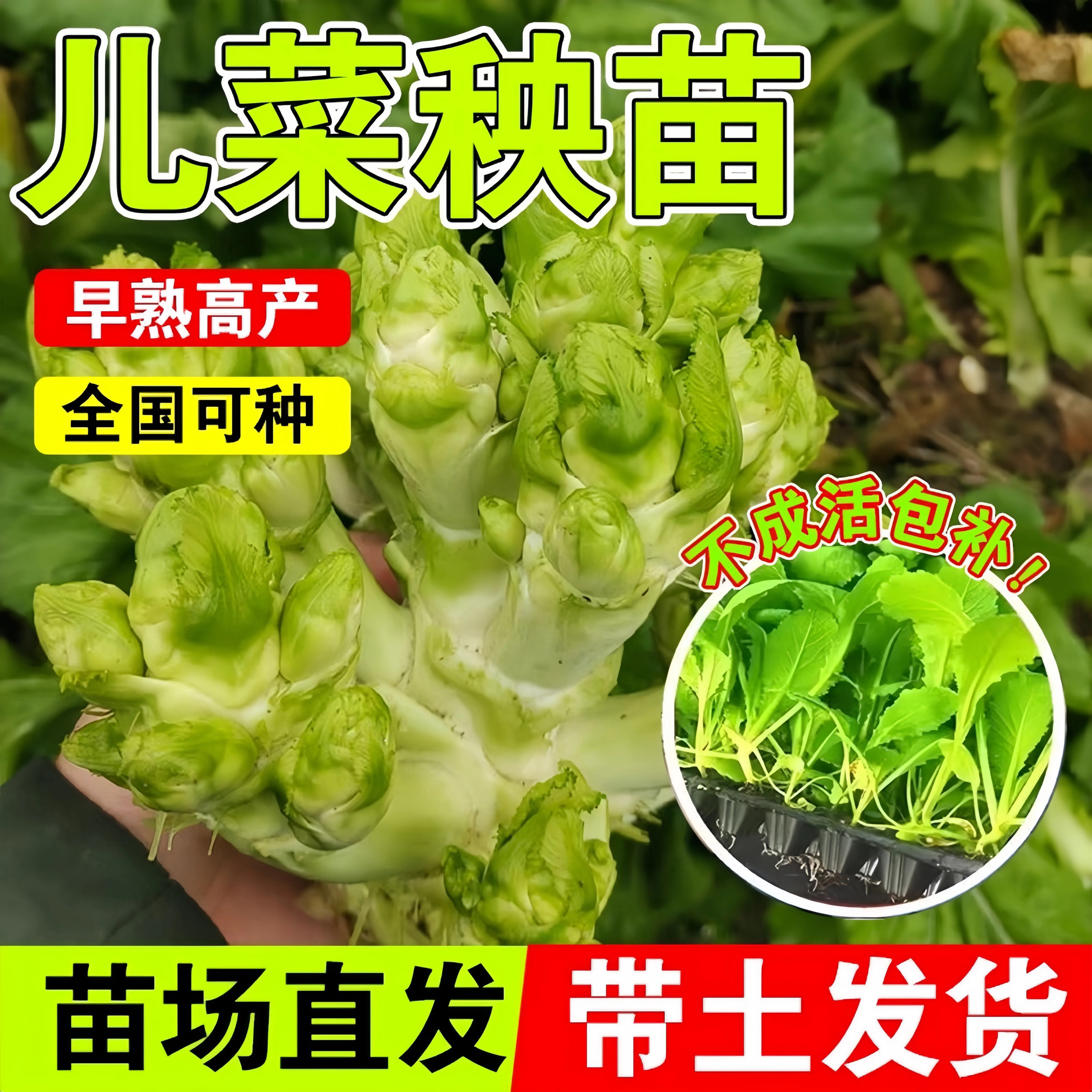 儿菜苗秧苗抱子芥背儿菜苤兰包菜甘蓝白花菜有机花菜蔬菜苗盆栽