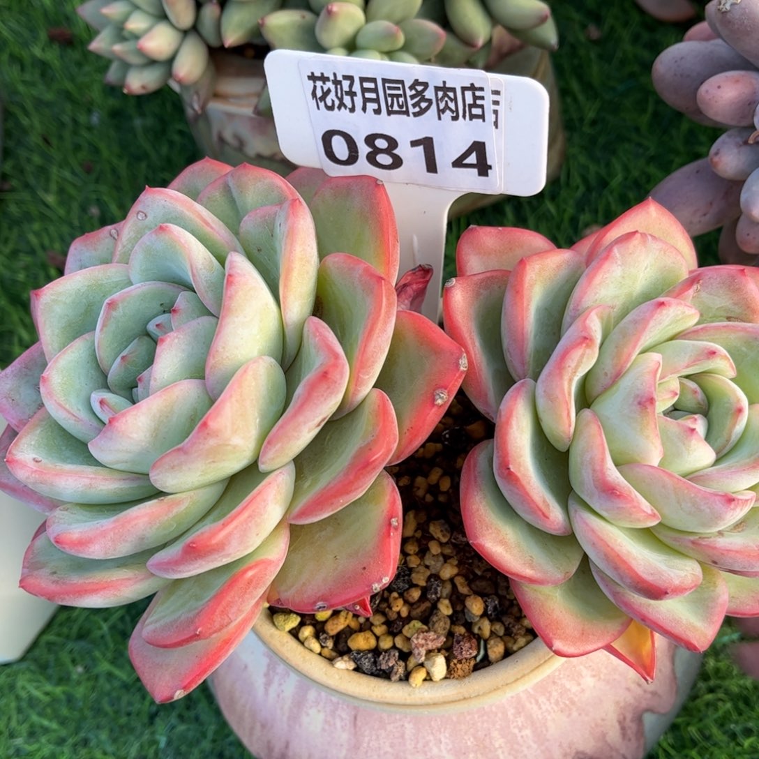 @***梦多肉植物0814 满30包邮