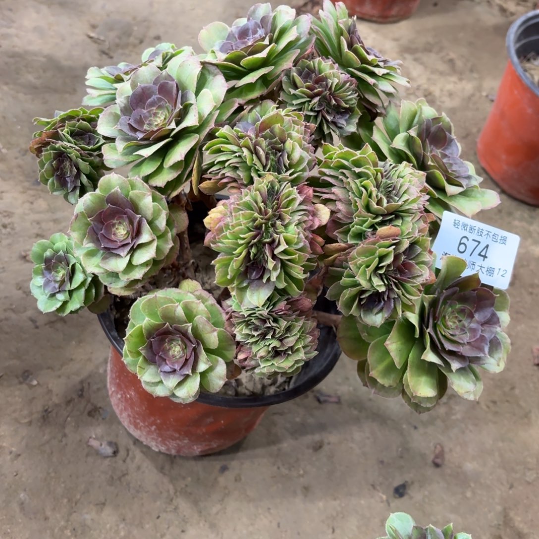 674万圣节丛林缀化多肉植物