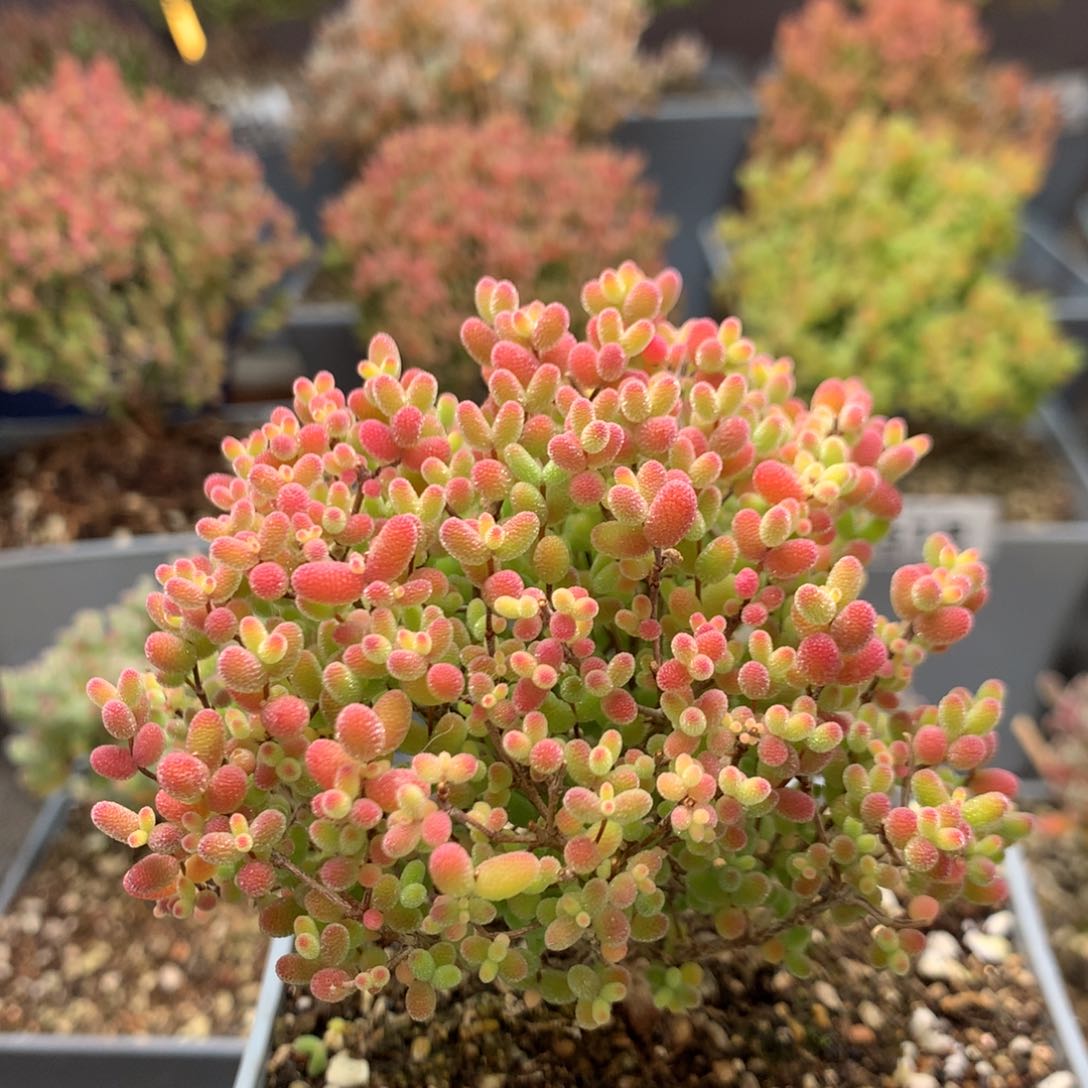 c600蜜橘枝干番杏