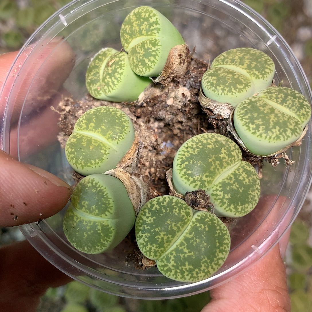 D320多肉植物保护